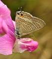  Long-tailed Blue 
